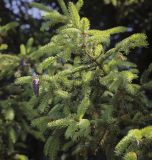 genus Picea. Верхушка ветви с молодой шишкой и сухими микростробилами. Ярославская обл., г. Переславль-Залесский, дендрологический парк им. С. Ф. Харитонова, в культуре. 12.06.2022.