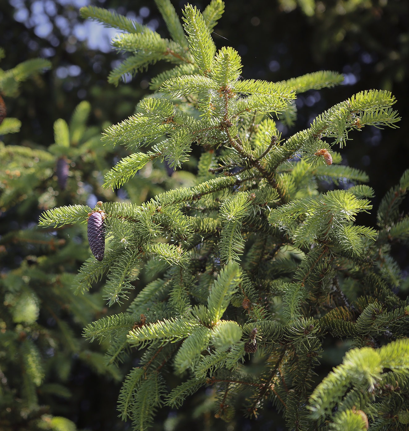Image of genus Picea specimen.