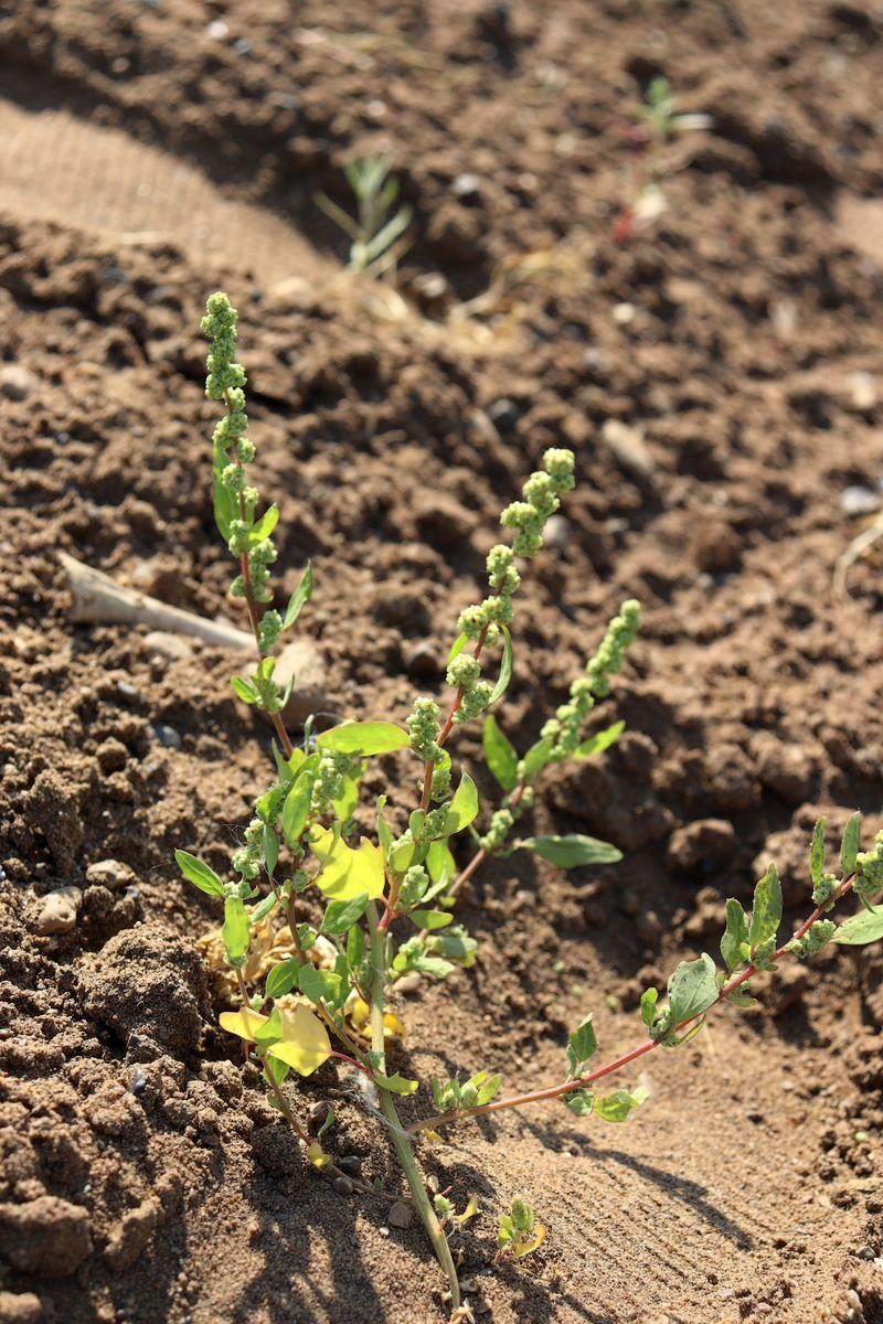 Image of Chenopodium acerifolium specimen.