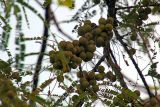 Phyllanthus emblica. Соплодия на ветке. Индия, штат Гуджарат, округ Гир Сомнатх, национальный парк \"Гирский лес\". 13.12.2022.