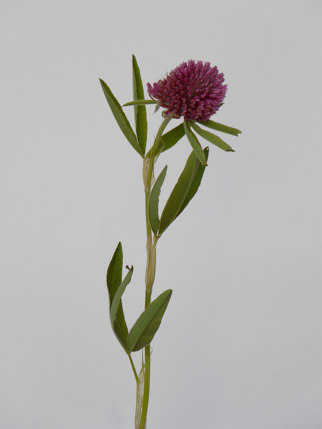 Изображение особи Trifolium alpestre.