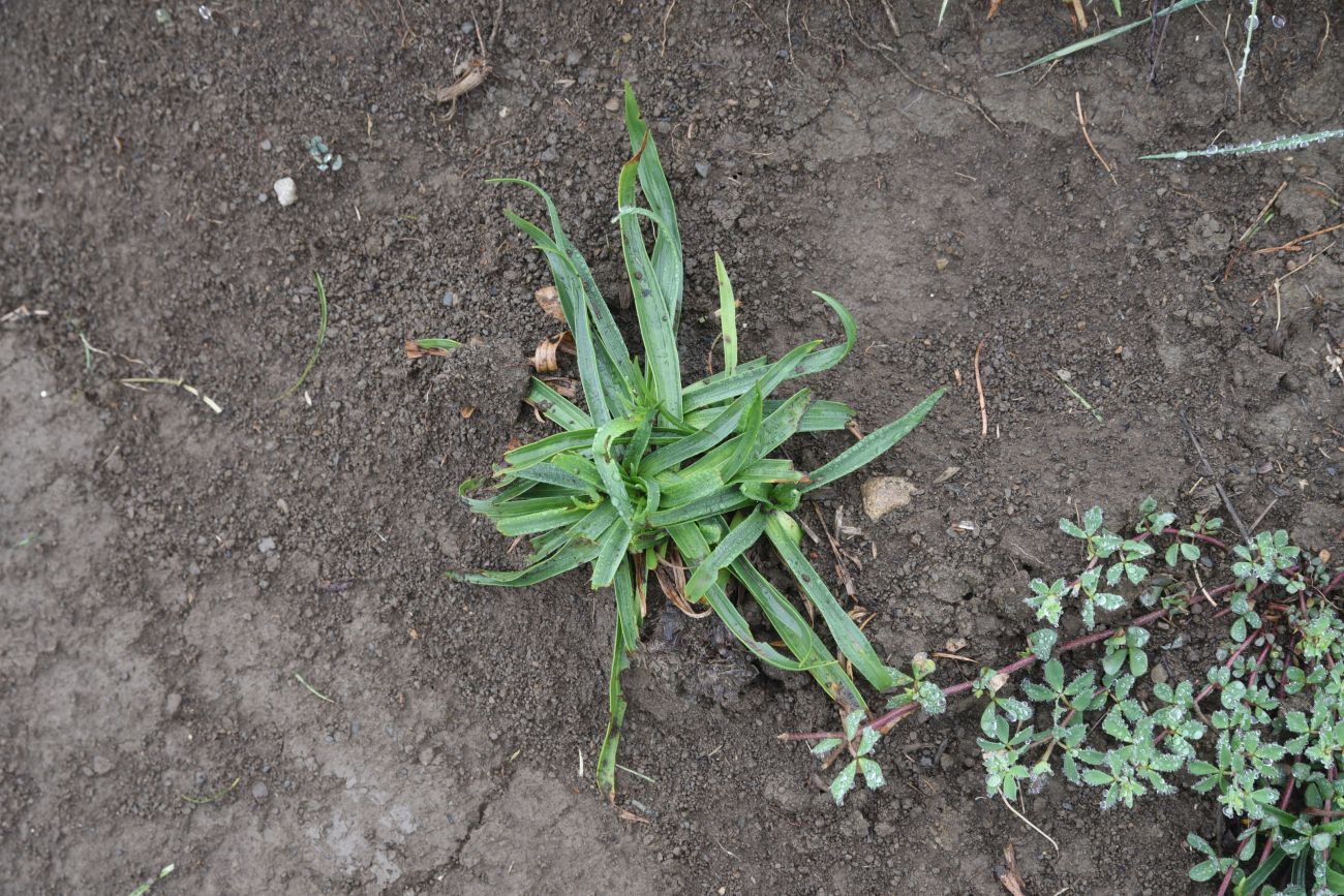 Image of Plantago atrata specimen.