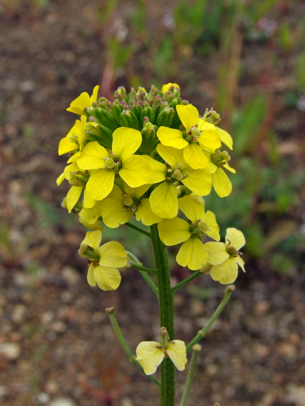 Image of Erysimum hieraciifolium specimen.