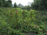 Phytolacca acinosa. Плодоносящее растение. Беларусь, Гродненская обл., г. Новогрудок, рудеральное сообщество. 06.09.2021.