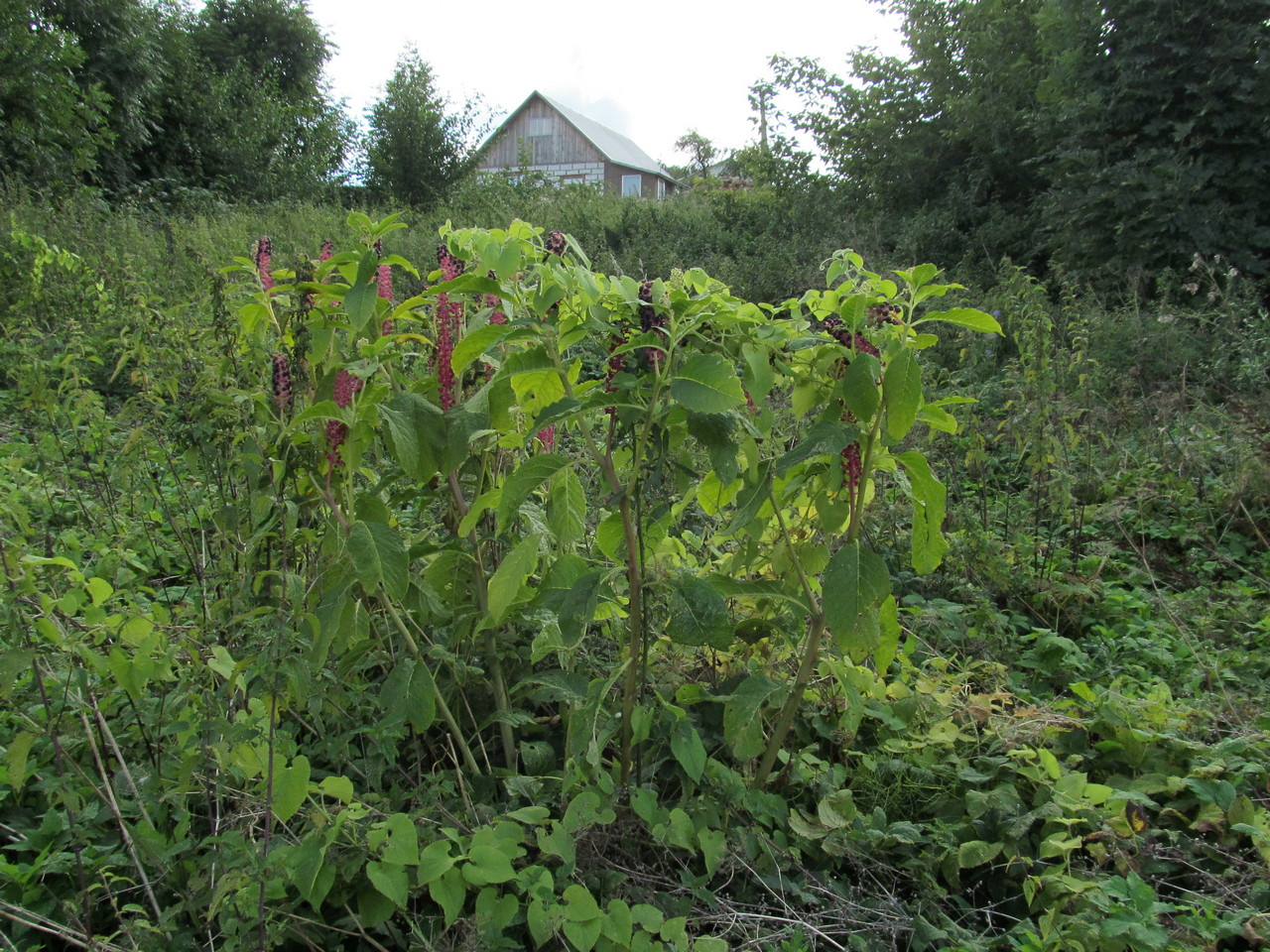 Изображение особи Phytolacca acinosa.