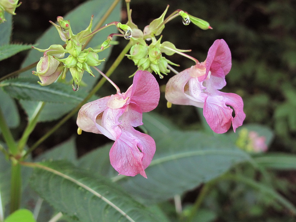 Image of Impatiens glandulifera specimen.