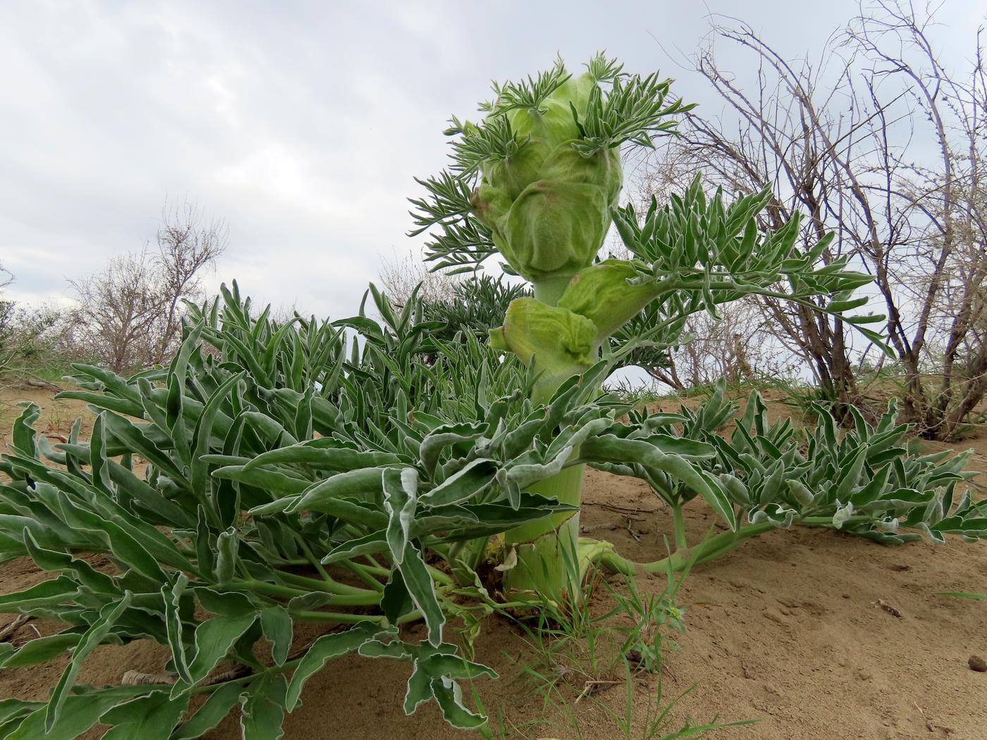 Изображение особи Ferula foetida.