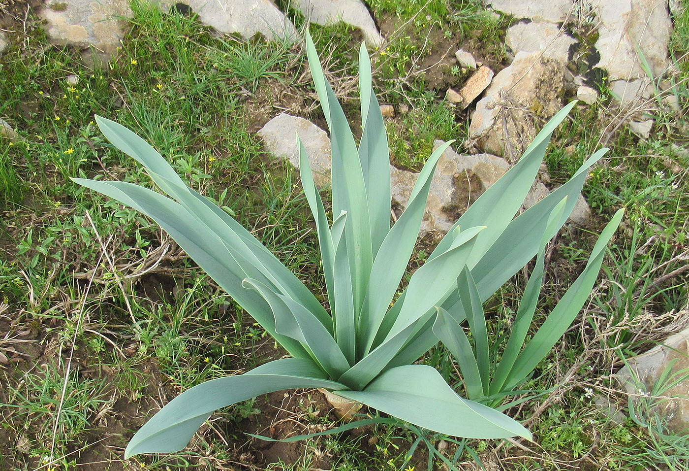 Изображение особи Eremurus regelii.