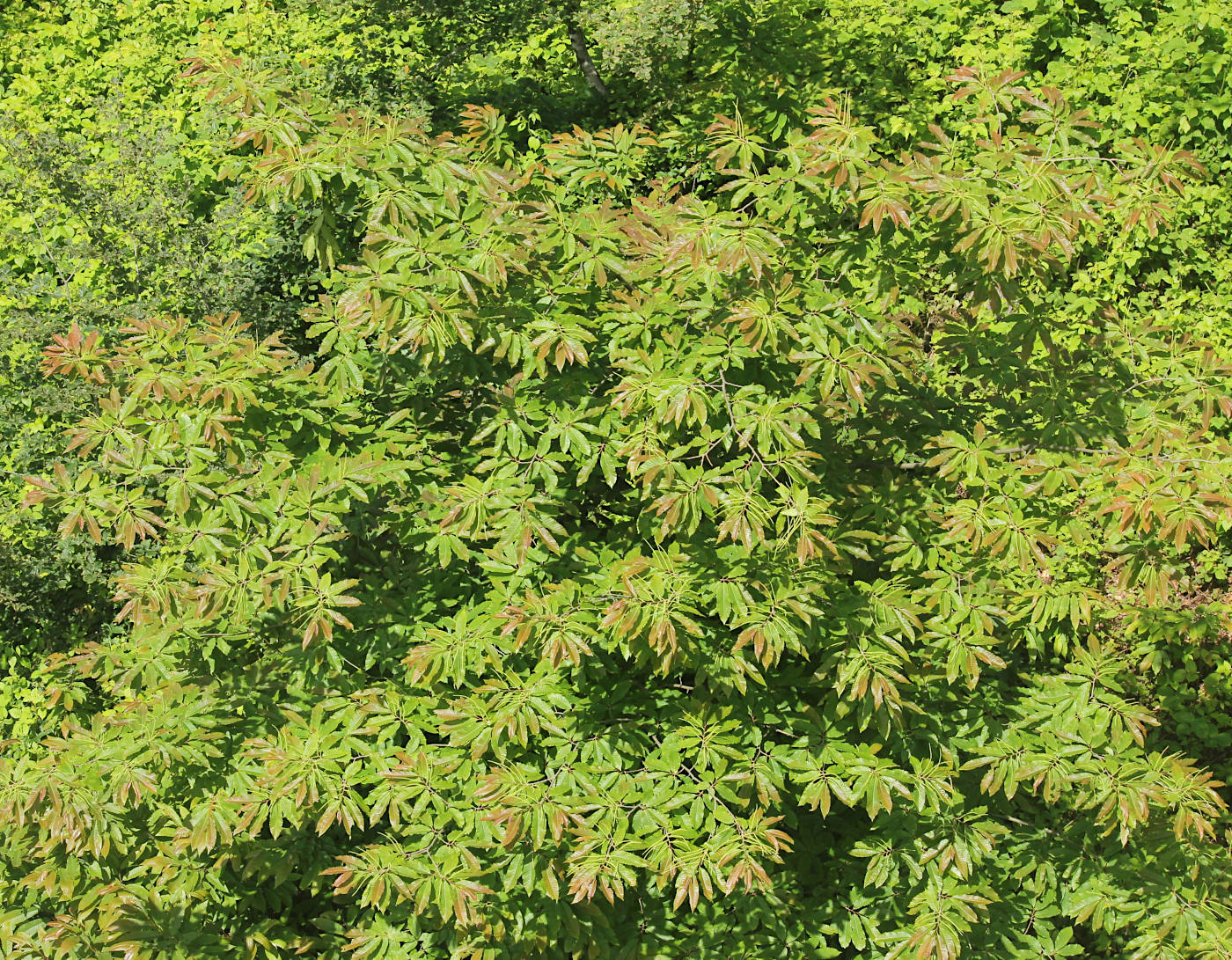 Image of Castanea sativa specimen.