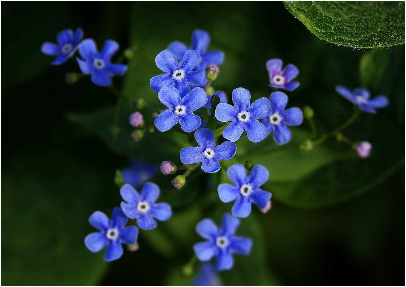 Image of Brunnera sibirica specimen.