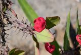 Euphorbia splendens. Верхушка побега с соцветием. Египет, мухафаза Александрия, г. Александрия, в культуре. 02.05.2023.