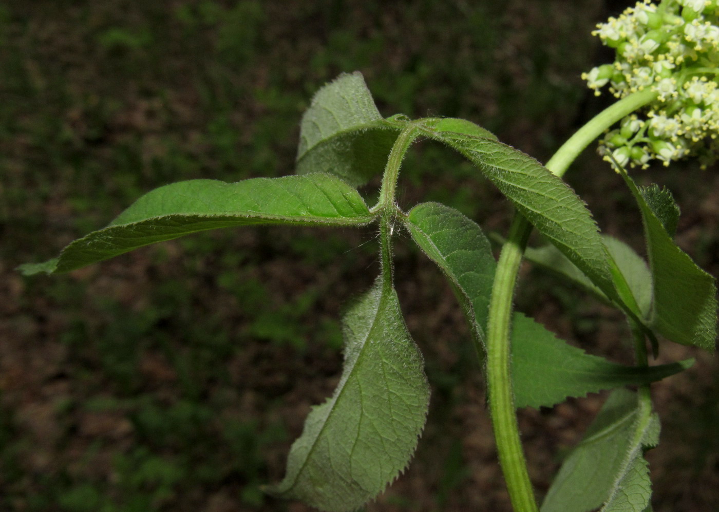 Image of Sambucus sibirica specimen.