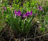 Iris pumila