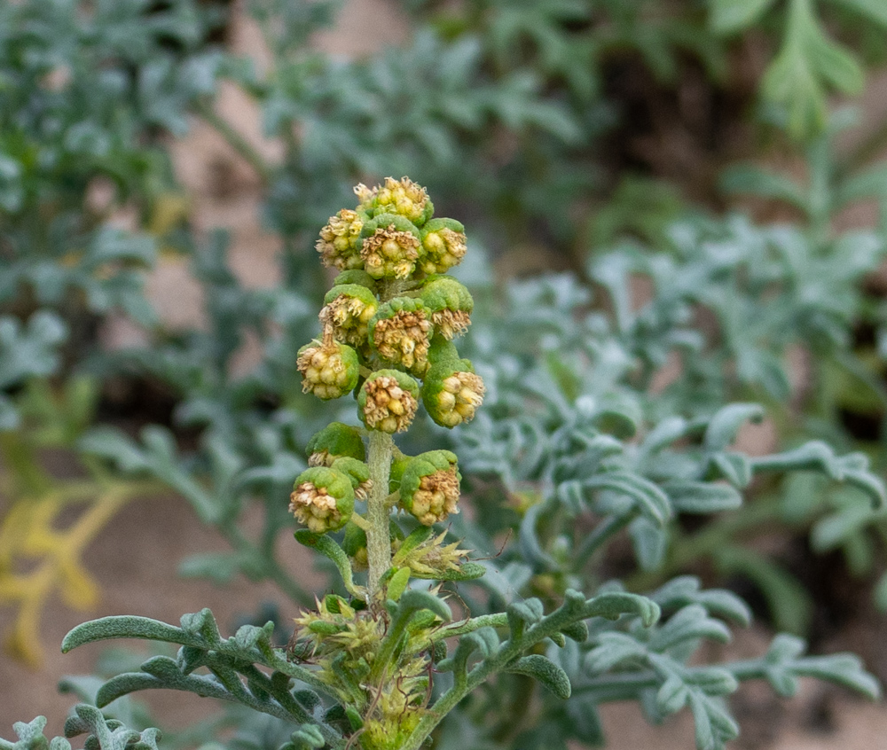 Image of Ambrosia chamissonis specimen.