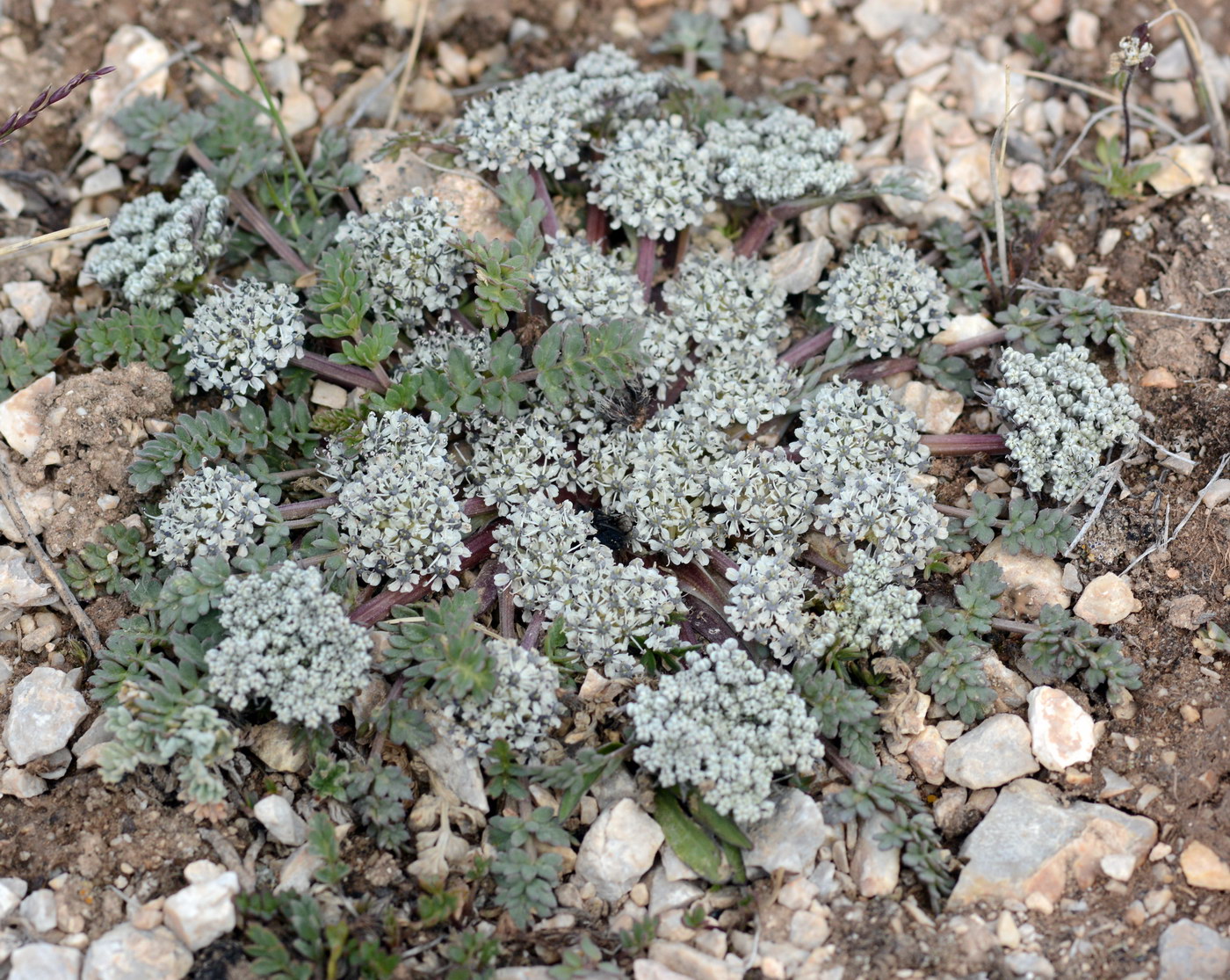 Image of Lomatocarpa albomarginata specimen.