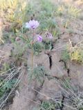 Geranium linearilobum