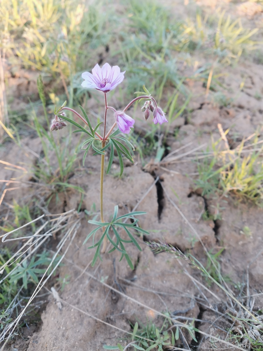 Изображение особи Geranium linearilobum.