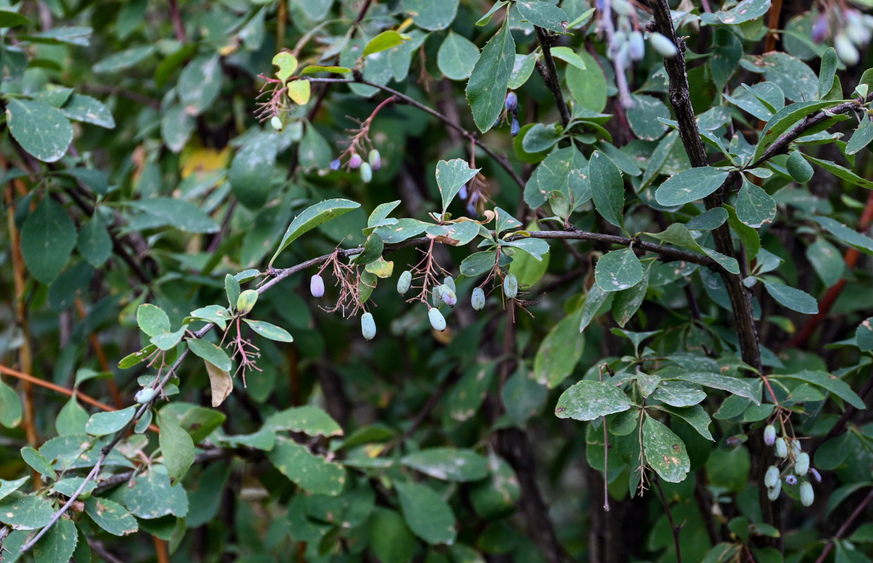 Image of Berberis integerrima specimen.