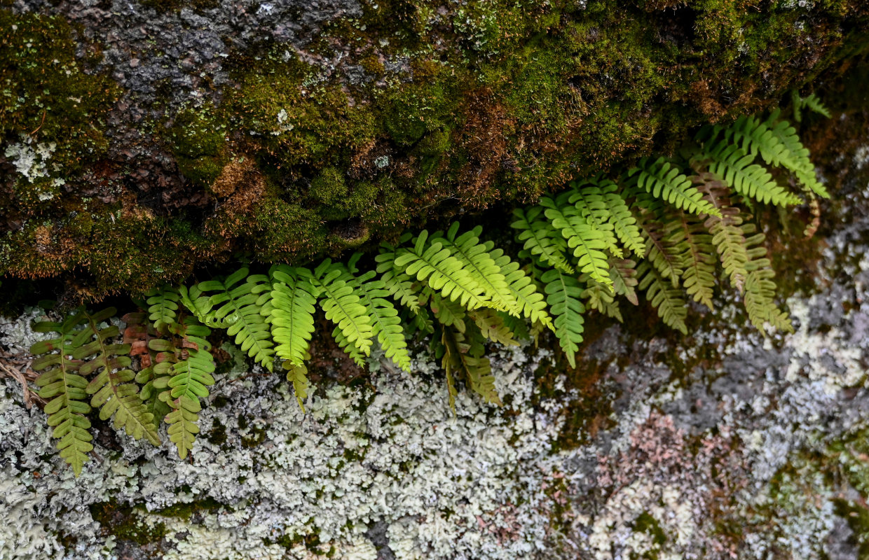 Image of Polypodium vulgare specimen.