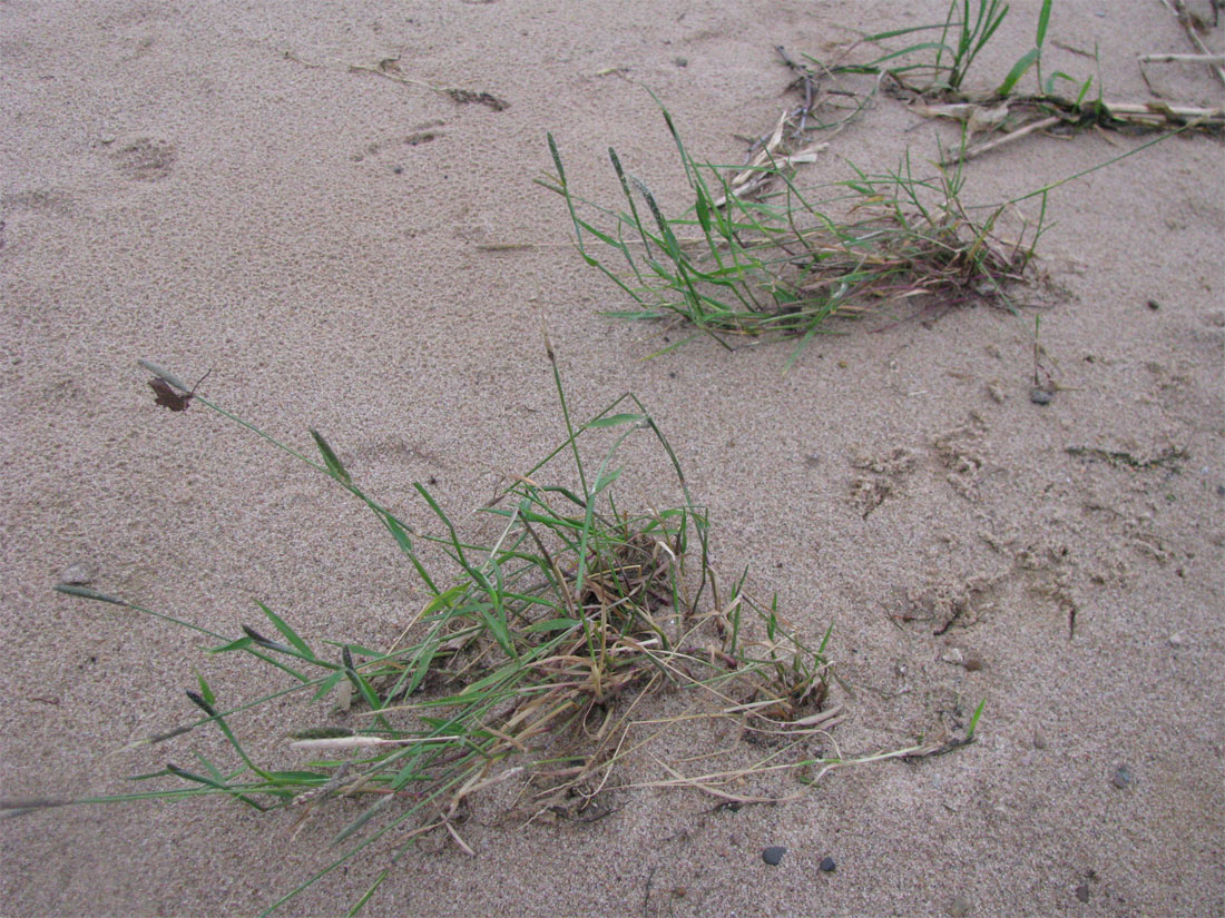 Image of Alopecurus geniculatus specimen.