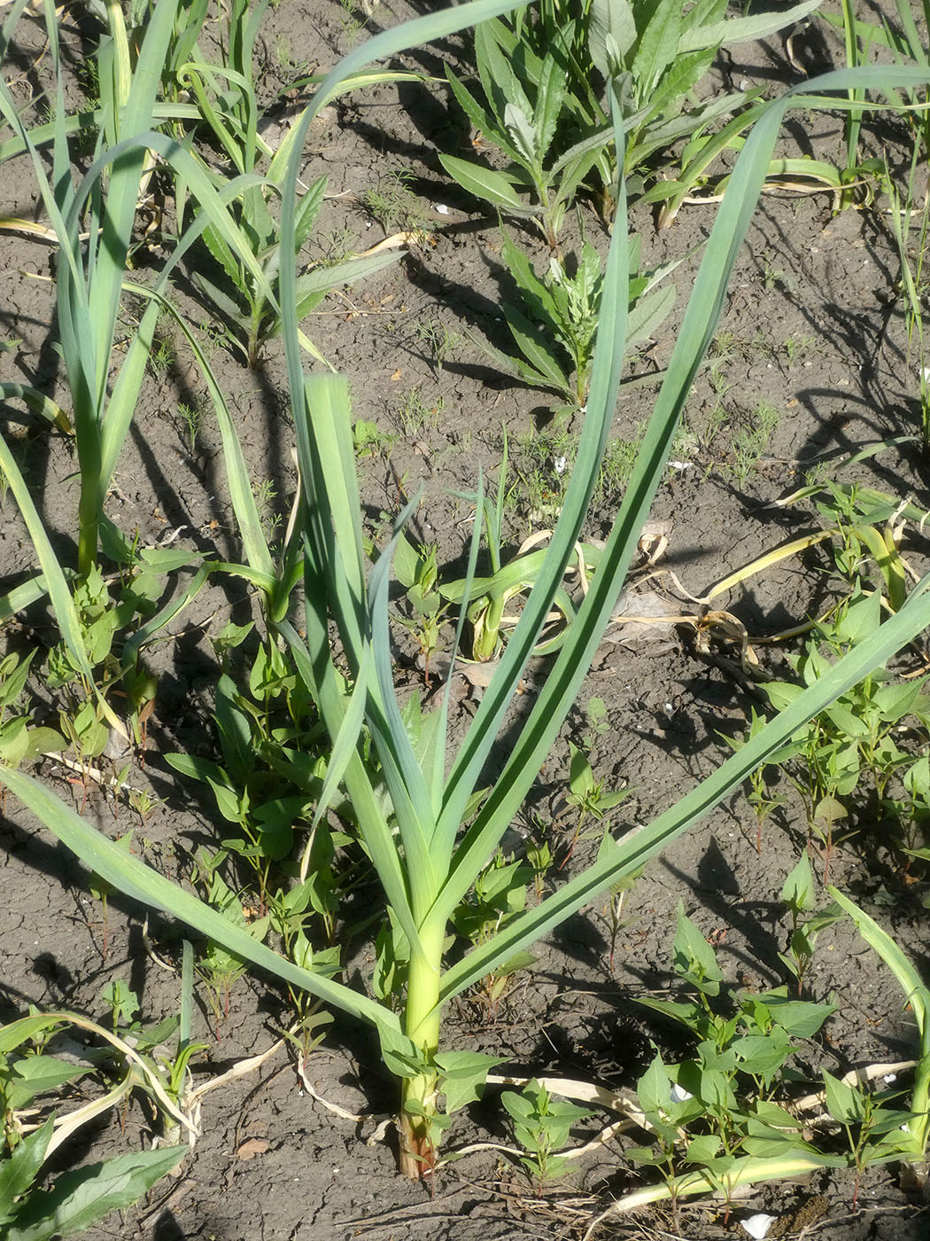 Image of Allium sativum specimen.