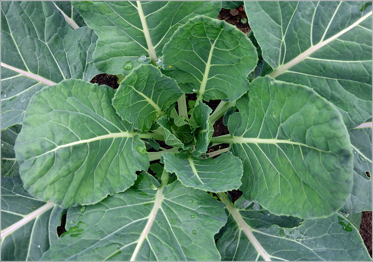 Изображение особи Brassica oleracea var. gemmifera.