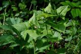 Parasenecio hastatus. Верхушки вегетирующих растений (слева виден лист Heracleum). Красноярский край, Берёзовский р-н, национальный парк \"Красноярские Столбы\", долина руч. Лалетина, опушка смешанного леса. 05.06.2022.