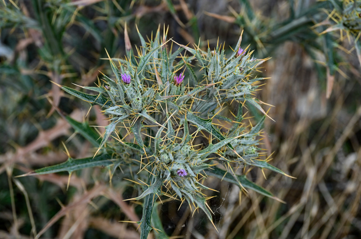 Image of Picnomon acarna specimen.