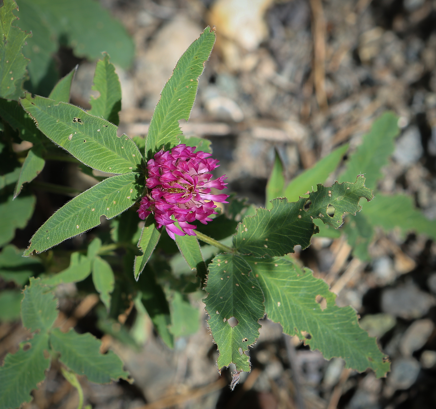 Image of Trifolium medium specimen.