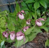 Cypripedium &times; ventricosum