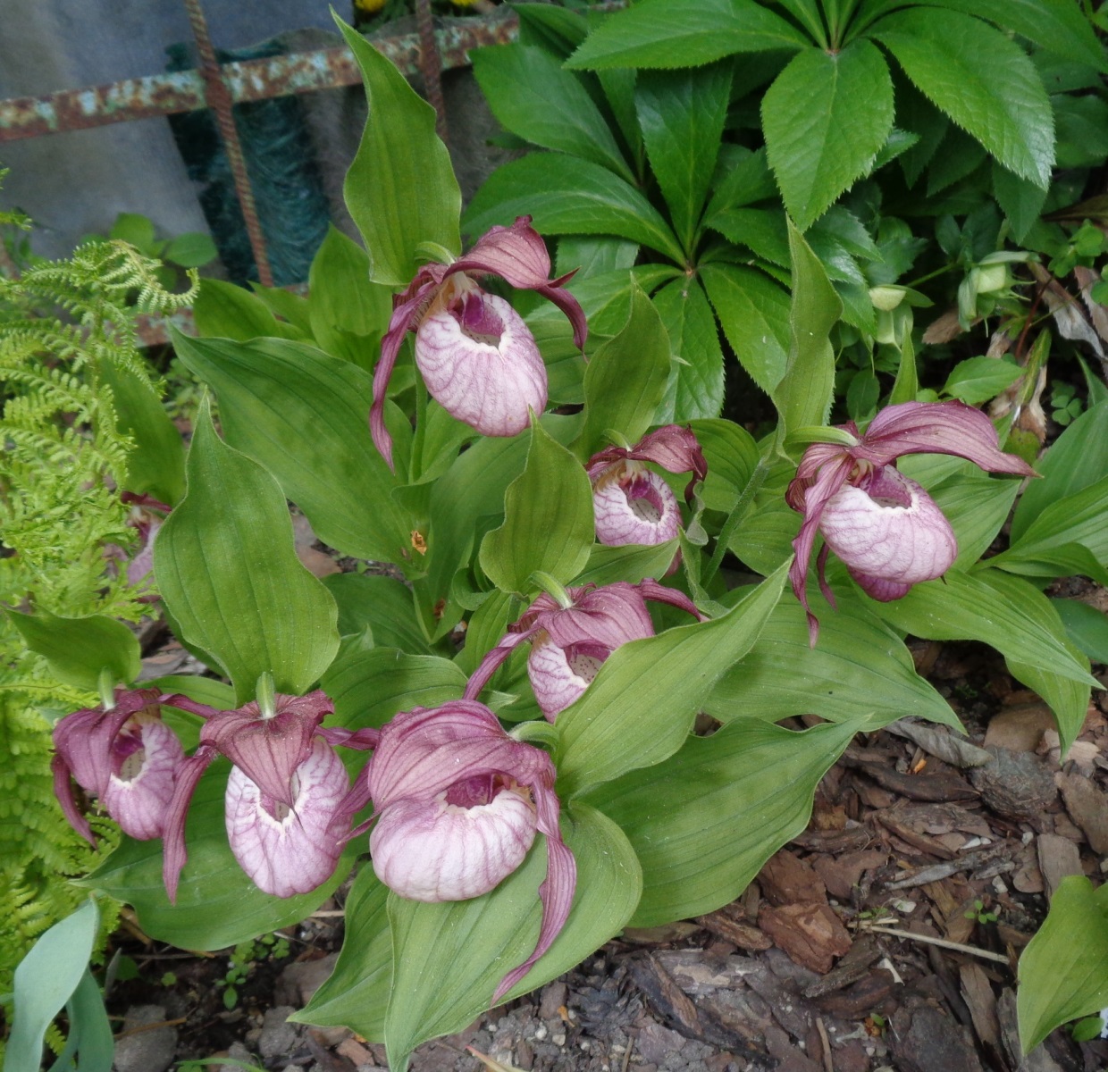 Изображение особи Cypripedium &times; ventricosum.