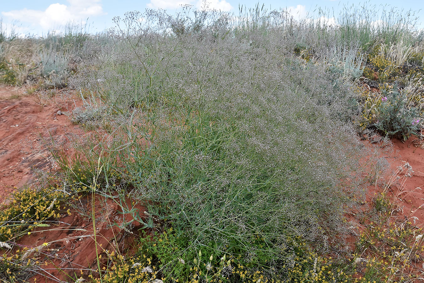 Image of Gypsophila paniculata specimen.