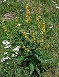 Verbascum marschallianum