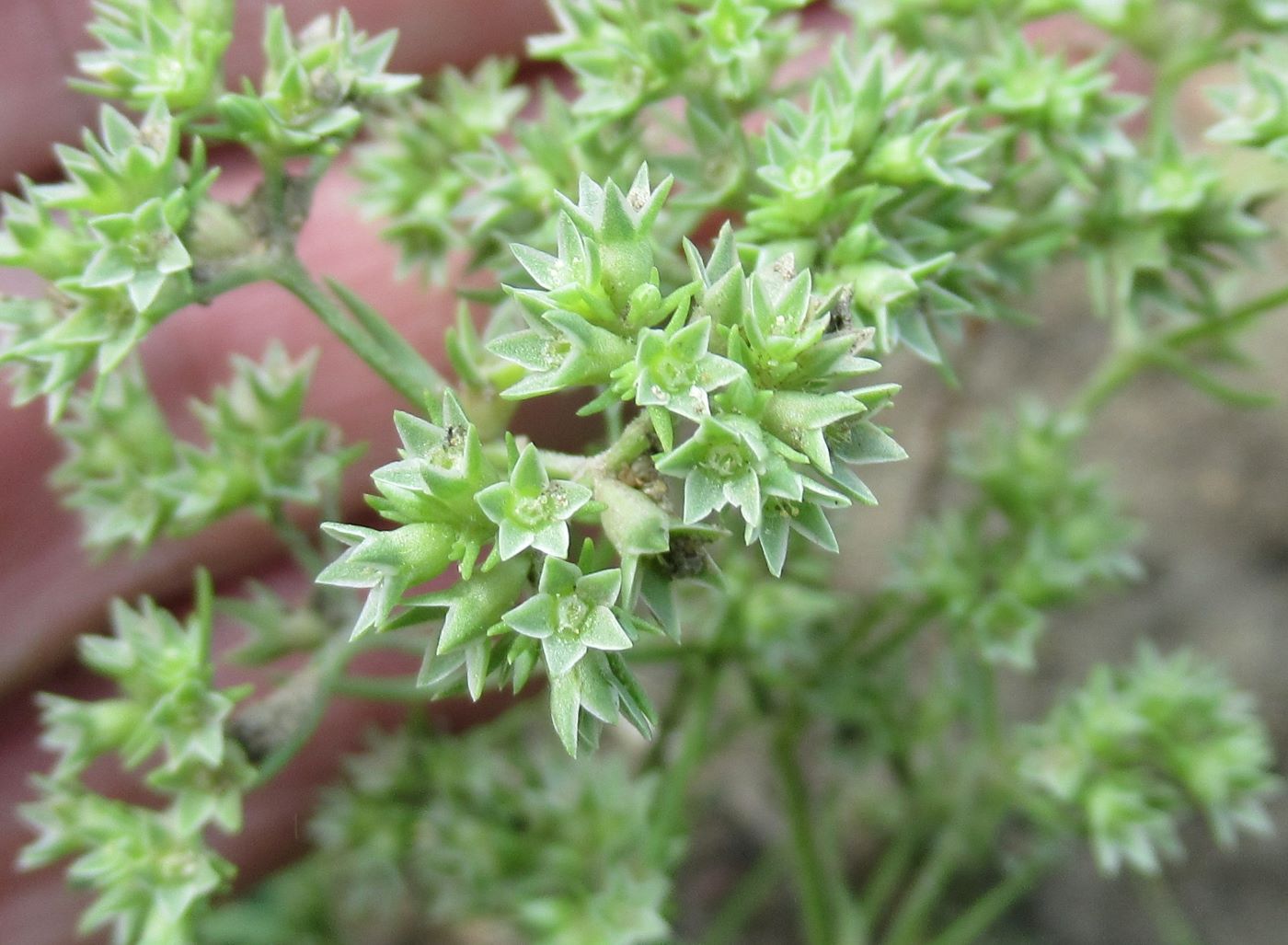 Изображение особи Scleranthus annuus.