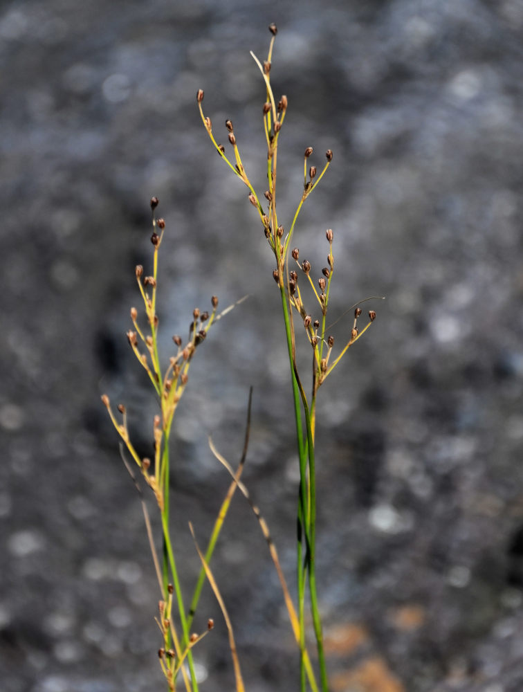 Изображение особи род Juncus.
