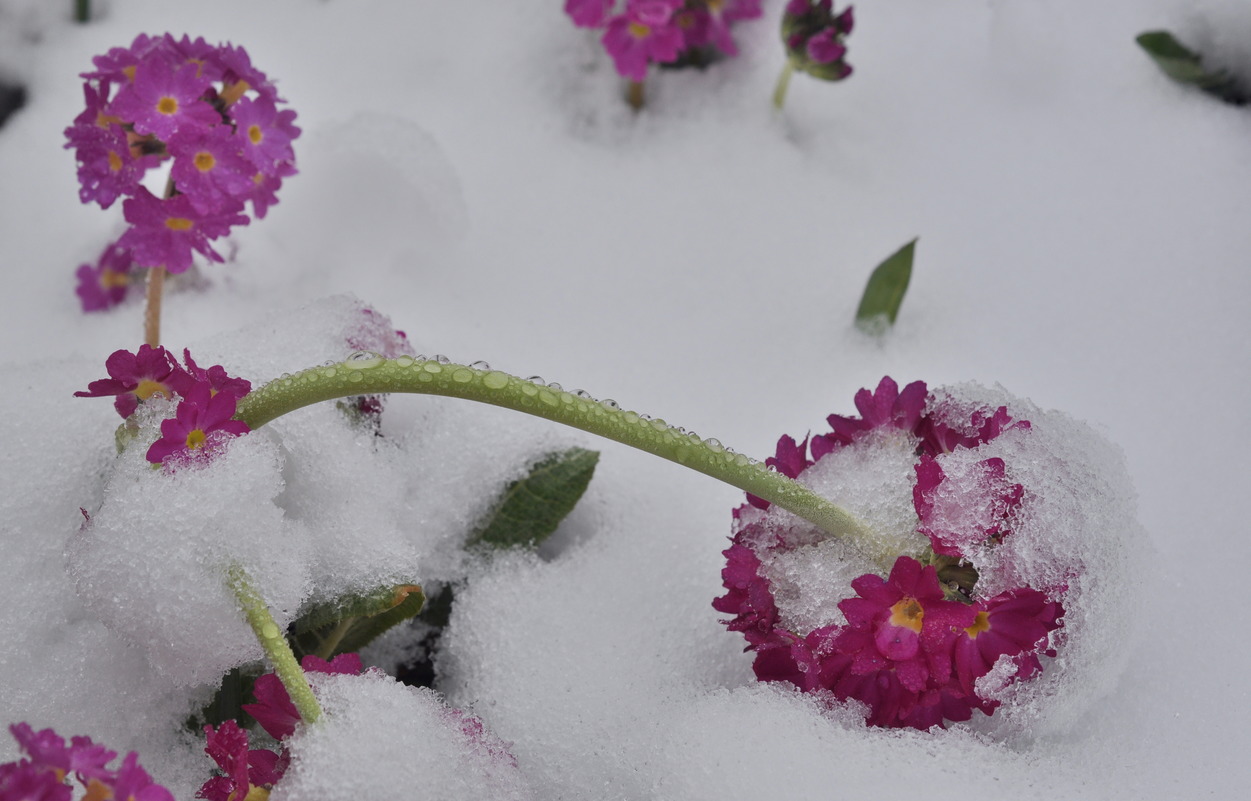 Image of Primula denticulata specimen.