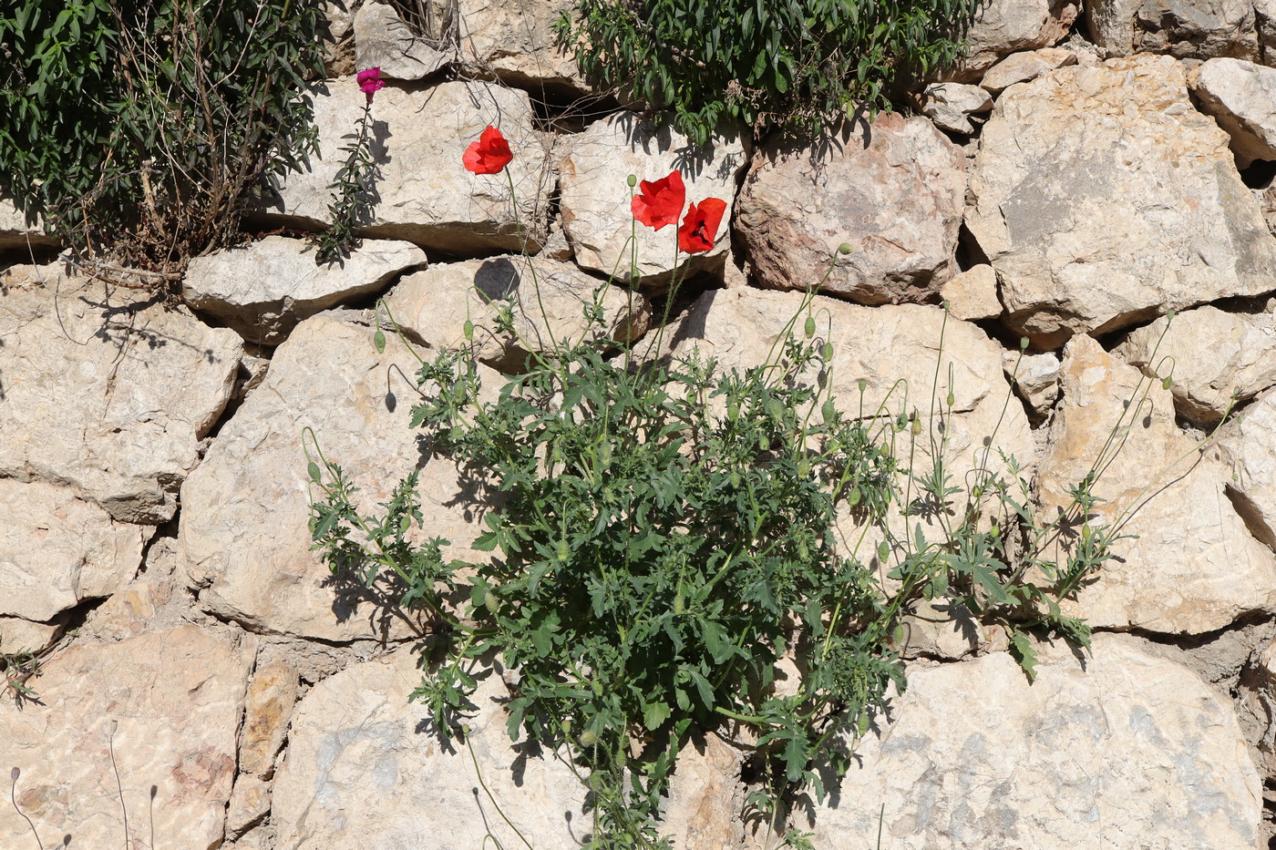 Image of Papaver rhoeas specimen.