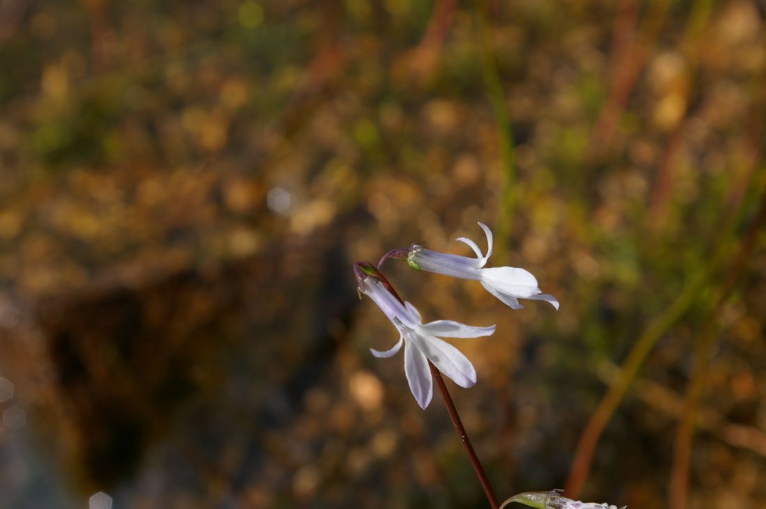 Изображение особи Lobelia dortmanna.