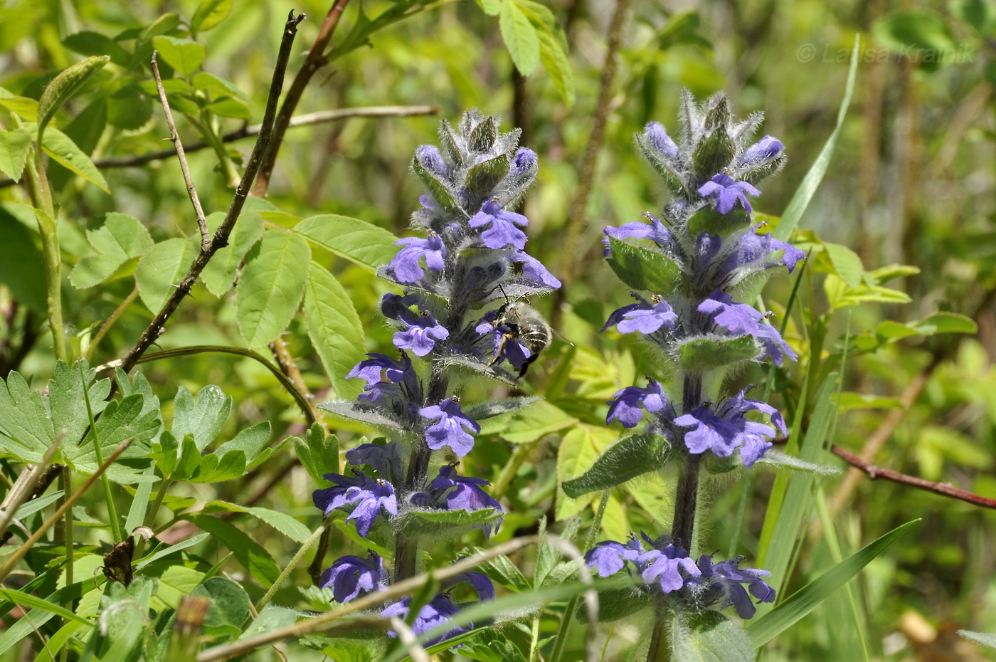 Image of Ajuga multiflora specimen.