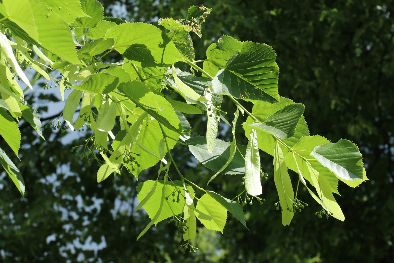 Изображение особи Tilia americana.