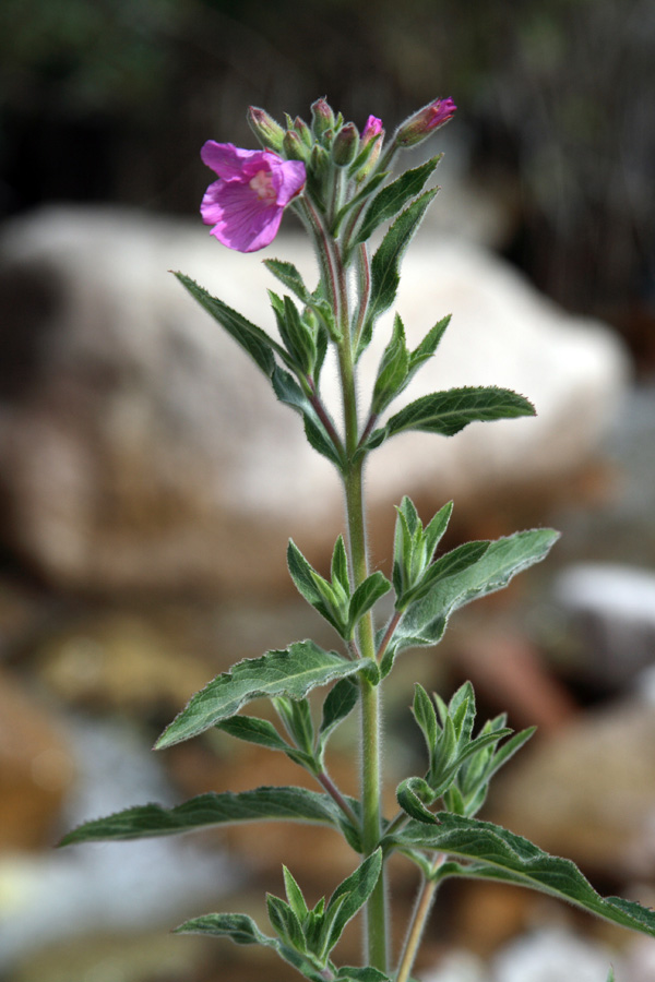 Image of Epilobium velutinum specimen.