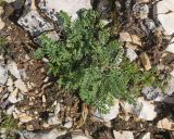 Astragalus demetrii. Плодоносящее растение. Карачаево-Черкесия, Зеленчукский р-н, гора Джисса, ≈ 1600 м н.у.м., альпийское сообщество на кромке скального массива. 14.06.2024.