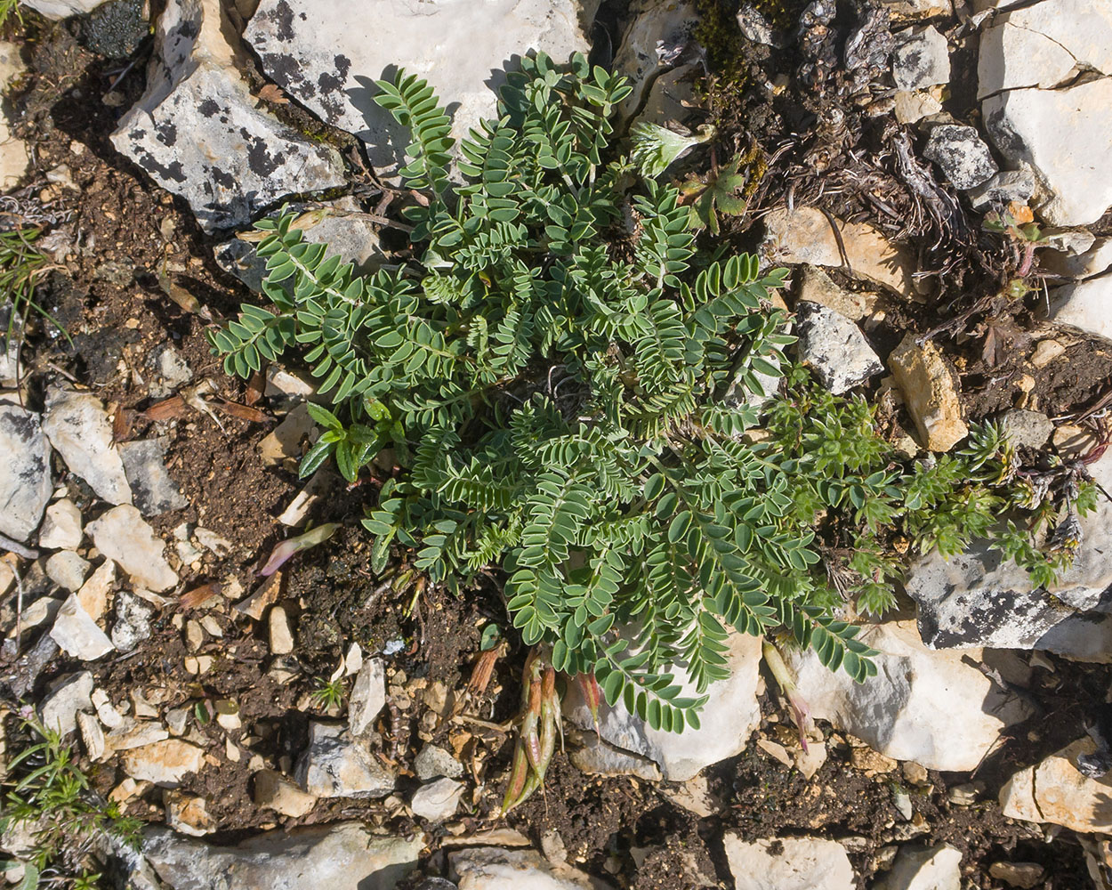 Изображение особи Astragalus demetrii.