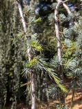 Cedrus atlantica. Части ветвей с молодыми побегами. Крым, Южный Берег, городской округ Ялта, Массандровский парк. 29.05.2024.