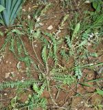 genus Oxytropis