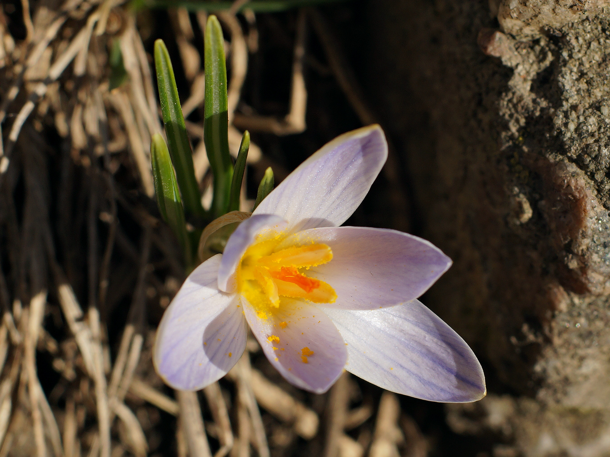 Изображение особи Crocus reticulatus.