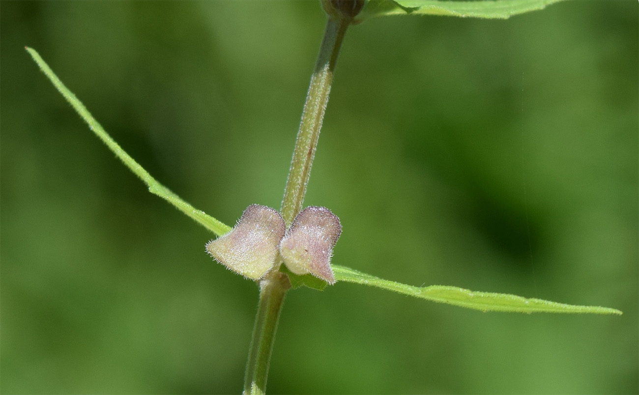 Image of Scutellaria galericulata specimen.