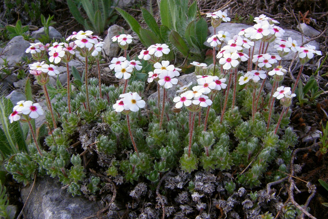 Image of Androsace taurica specimen.