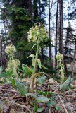 Petasites albus