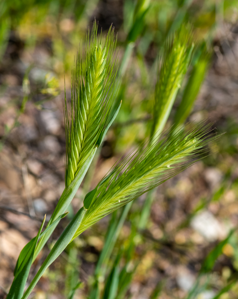Изображение особи Hordeum leporinum.